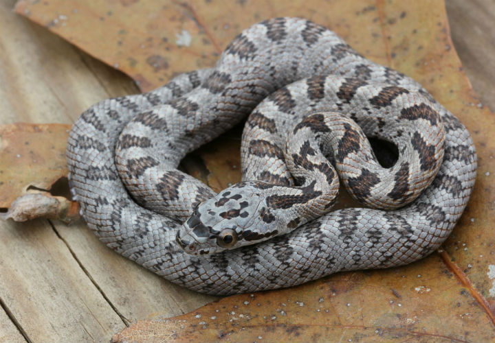 Baird's Rat Snake